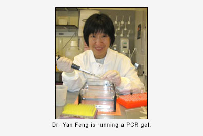 Yan Feng